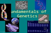 Bio preAP/GT Fundamentals of Genetics. Bio preAP/GT Patterns of Inheritance The History of Genetics –Genetics - scientific study of heredity –Trait -