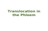 Translocation in the Phloem. Phloem xylem Fig. 10.1.