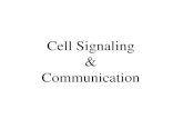 Cell Signaling & Communication. Cellular Signaling cells respond to various types of signals signals provide information about a cell’s environment.