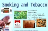 Essential Question: What are some of the major effects of tobacco and what choices do people have to avoid them.
