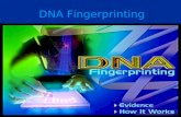 DNA Fingerprinting. Content The structure of DNA History of DNA fingerprinting DNA Electrophoresis DNA fingerprinting application.