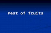 Pest of fruits. Bactrocera spp. Diptera: Tephritidae Diptera: Tephritidae Fruitflies (many fruits: papaya, starfruit, melon,jackfruit, guava, mango etc)