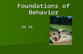 Foundations of Behavior Ch 14. Understanding Individual Behavior Organizational Behavior (OB) Organizational Behavior (OB) –The actions of people at work.
