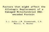 Factors that might affect the Allotopic Replacement of a Damaged Mitochondrial DNA-encoded Protein S.J. Zullo J.M. Eisenstadt, C.R. Merril, H. Weiner.