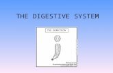 THE DIGESTIVE SYSTEM. Evolution of digestion Amoeba – engulfs food, lysomes Hydra – digestive sack with single opening Earthworm/bird – pharynx, esophagus,