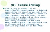 (D) Crosslinking Interacting proteins can be identified by crosslinking. A labeled crosslinker is added to protein X in vitro and the cell lysate is added.