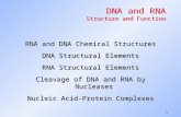 1 DNA and RNA Structure and Function RNA and DNA Chemical Structures DNA Structural Elements RNA Structural Elements Cleavage of DNA and RNA by Nucleases.