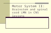 Motor System II: Brainstem and spinal cord LMN in CNS lesions.