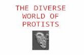 THE DIVERSE WORLD OF PROTISTS. PROTISTS First Eukaryotes to evolve ~ 1.5 Billion years ago Unicellular and multicellular Can live in colonies Live any.