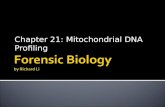 Chapter 21: Mitochondrial DNA Profiling.  DNA found in mitochondria  Bacteria-like  Circular  No recombination  Short and “no-nonsense”  Main advantages.