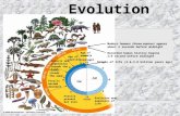 Evolution Fossils present but rare Evolution and expansion of life Fossils become abundant Plants invade the land Age of reptiles Age of mammals Insects.