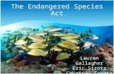 The Endangered Species Act Lauren Gallagher Eric Sirota Courtney Segota.