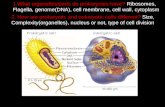 1.What organelles/parts do prokaryotes have? Ribosomes, Flagella, genome(DNA), cell membrane, cell wall, cytoplasm 2. How are prokaryotic and eukaryotic.
