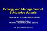 Ecology and Management of Scirtothrips dorsalis Contributing Authors: UF/IFAS: J. Funderburk, and L. Osborne A.C. Hodges, UF/IFAS, SPDN (ed.) Presented.