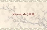 Nematode( 线虫 ). Round Worms Introduction  Among the commonest of all parasites and responsible for diseases of major importance in humans  Non-segmented.