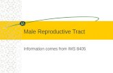 Male Reproductive Tract Information comes from IMS 8405.