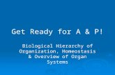 Get Ready for A & P! Biological Hierarchy of Organization, Homeostasis & Overview of Organ Systems.