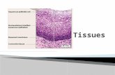All human body cells belong to one of these tissues: ◦ epithelial tissue ◦ connective tissue ◦ muscle tissue ◦ nervous tissue.