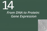 14 From DNA to Protein: Gene Expression. 14 From DNA to Protein: Gene Expression 14.1 What Is the Evidence that Genes Code for Proteins? 14.2 How Does.