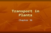 Transport in Plants Chapter 36. Cellular Transport A. passive transport A. passive transport Driven by the principles of diffusion Driven by the principles.