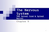 1 The Nervous System The Spinal Cord & Spinal Nerves Chapter 9.