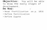 Objective: You will be able to draw the early stages of development. Do Now: Read “Fertilization” on p. 1016 Define fertilization Define Zygote.