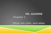 MS. AGUIRRE Chapter 1 What are cells, and what do they do?