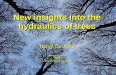 New insights into the hydraulics of trees Hervé Cochard UMR547 PIAF INRA Clermont-Ferrand France.