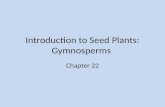 Introduction to Seed Plants: Gymnosperms Chapter 22.