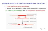 ASSIGNING GENE FUNCTION BY EXPERIMENTAL ANALYSIS 1.Gene inactivation (loss-of-function) - mutate gene (“knock-out”) and observe change in phenotype (i)Deletion.