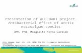 Presentation of ALGEBAKT project. Antibacterial effect of arctic macroalgae species DMV, PhD, Margarita Novoa-Garrido Alta, Norway, Sept, 6th - 8th, 2010:
