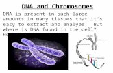 DNA and Chromosomes DNA is present in such large amounts in many tissues that it’s easy to extract and analyze. But where is DNA found in the cell? How.