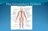 Introduction The circulatory (or cardiovascular) system is the transport system of the body and has four major functions: 1. Transportation of O2 and.