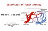 1 Essentials of Human Anatomy Essentials of Human Anatomy Dr Fadel Naim Ass. Prof. Faculty of Medicine IUG Blood Vessels.