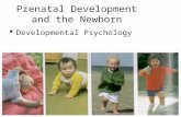 Prenatal Development and the Newborn  Developmental Psychology.
