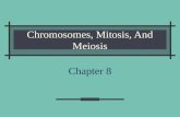 Chromosomes, Mitosis, And Meiosis Chapter 8 Do Now What is DNA? Where are your chromosomes located? How many chromosomes do humans have?