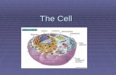 The Cell. Plant Cells Cell Wall  The Cell Wall Gives the Plant Cell most of its support and structure.