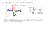 7.4.1 Explain that each tRNA molecule is recognized by a tRNA-activating enzyme that binds a specific amino acid to the tRNA, using ATP for energy. 3 Summary: