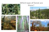 Which type of forest are these? A B C D E. Forest types, disturbance, succession 9/19/11.