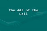 The A&P of the Cell. The cell The smallest living unit.The smallest living unit. Your body consists of billions and billions of cell that are all working.