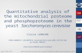 Quantitative analysis of the mitochondrial proteome and phosphoproteome in the yeast Saccharomyces cerevisiae Claire LEMAIRE CNRS-UMR8221, CEA-IBITECS,