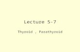 Lecture 5-7 Thyroid, Parathyroid. Thyroid Embryology  Derived from endodermal tissue at base of tongue  Embryonal remnants form Thyroglossal duct; pyramidal.