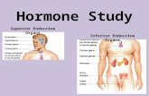 Hormone Study Superior Endocrine Organs Inferior Endocrine Organs