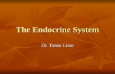 The Endocrine System Dr. Tamie Lieto. Endocrine Endo=within Endo=within Krino= separate Krino= separate The word implies that intercellular chemical signals.