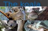The koala. Taxonomic classification Kingdom: Animalia Phylum: Chordata Class: Mammalia Order: Diprotodontia Family: Phascolartidae Genre: Phascolartos.