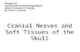 Biology 323 Human Anatomy for Biology Majors Week 10; Lecture 1; Tuesday Dr. Stuart S. Sumida Cranial Nerves and Soft Tissues of the Skull.
