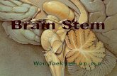 Basic Strucrure of Brain Stem 1. Roof Plate 2. Tegmentum 3. Basal Portion.