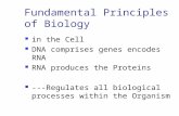 Fundamental Principles of Biology in the Cell DNA comprises genes encodes RNA RNA produces the Proteins ---Regulates all biological processes within the.