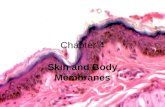 Chapter 4 Skin and Body Membranes. BODY MEMBRANES _________________________cover surfaces,line body cavities and forms protective-sometimes lubricating.