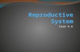 Core 6.6. Sexual reproduction – requires union of egg and sperm () Male produces sperm, female produces eggs Sex cells are made in the Eggs and sperm.
